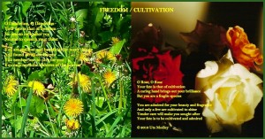 Freedom / Cultivation Poem